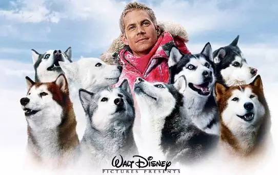 科技重塑情感，狗狗十大感動電影的視聽盛宴體驗(yàn)