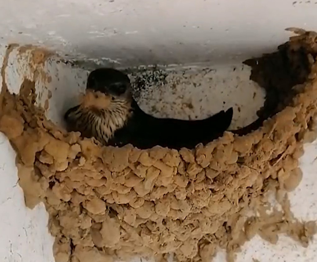 子窩最新資訊,子窩最新資訊