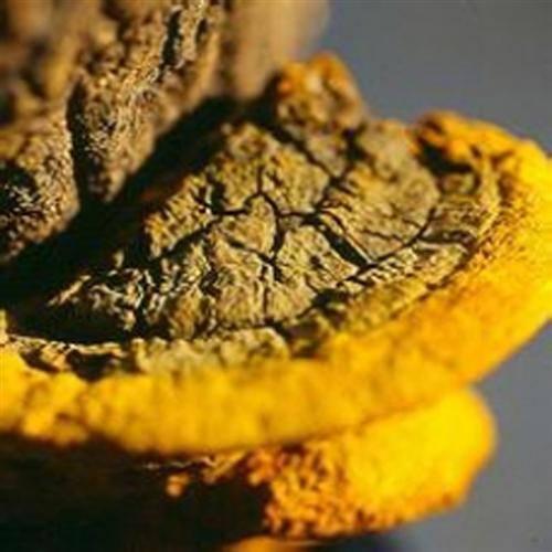 桑黃的價格探索之旅,尋找內(nèi)心平靜的旅程