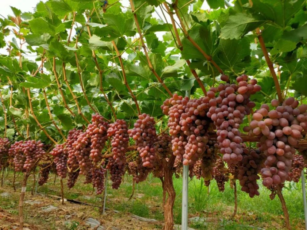 最新葡萄價(jià)格動(dòng)態(tài)及市場(chǎng)走勢(shì)分析與預(yù)測(cè)