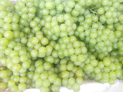 最新葡萄價(jià)格動(dòng)態(tài)及市場(chǎng)走勢(shì)分析與預(yù)測(cè)