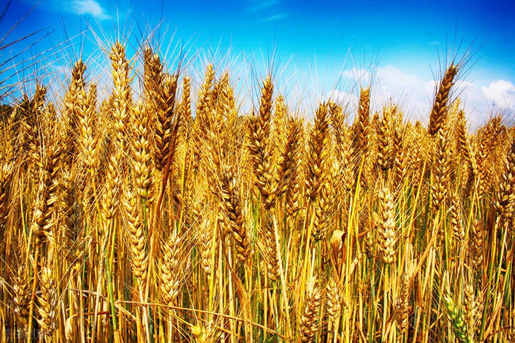 最新麩皮行情詳解及市場趨勢解讀指南