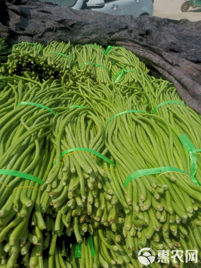 開封豆角價(jià)格行情,開封豆角價(jià)格行情分析