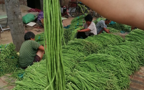 開封豆角價(jià)格行情,開封豆角價(jià)格行情分析