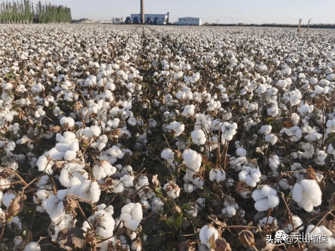 棉花收購(gòu)價(jià)格的奇妙探索之旅