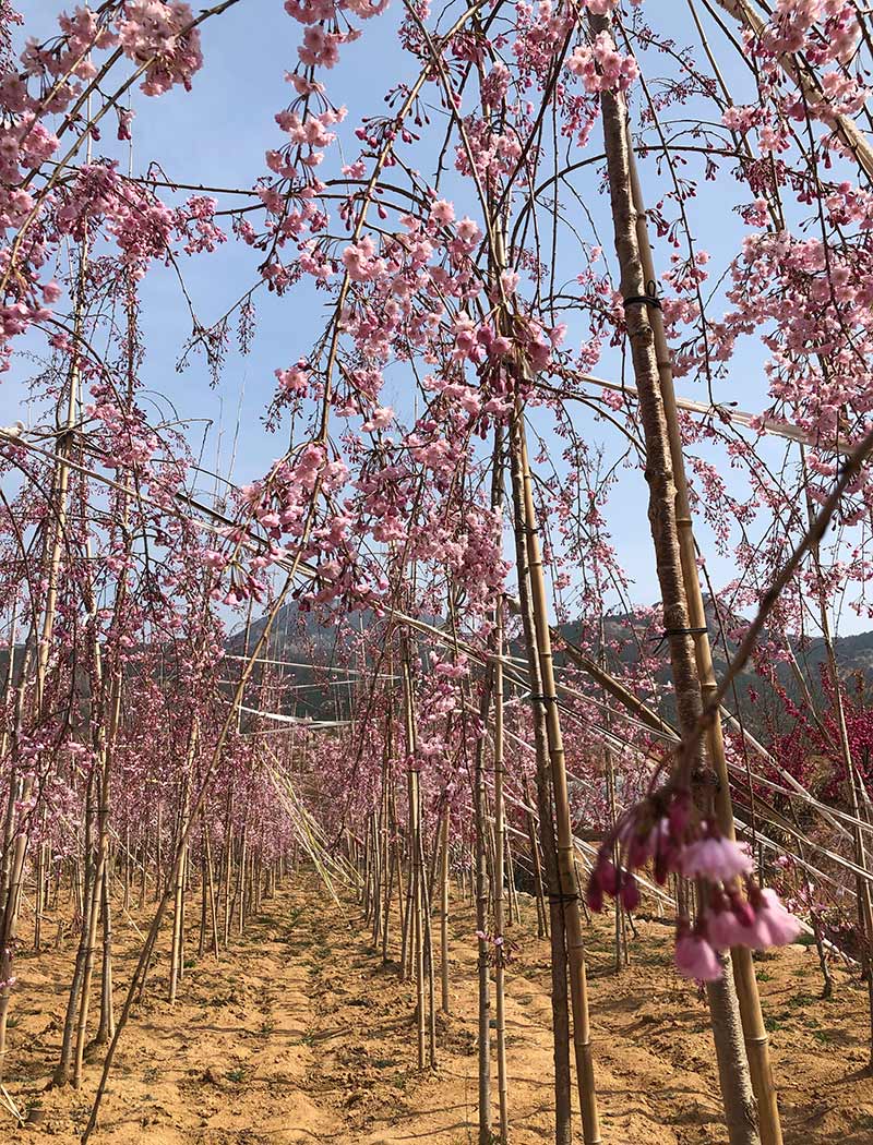 八重紅枝垂櫻花價格——科技與自然的和諧融合之美