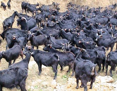 廣西黑山羊苗價格行情,廣西黑山羊苗價格行情解析