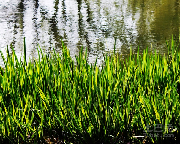 水菖蒲價(jià)格變動(dòng)與學(xué)習(xí)過(guò)程中的自信成就之源