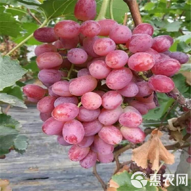 最新冰美人葡萄價格分析與論述