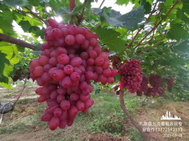 最新冰美人葡萄價格分析與論述