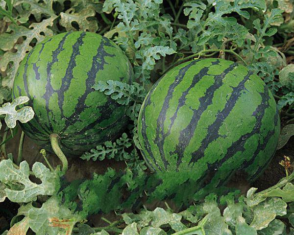 無(wú)籽西瓜最新價(jià)格行情報(bào)告