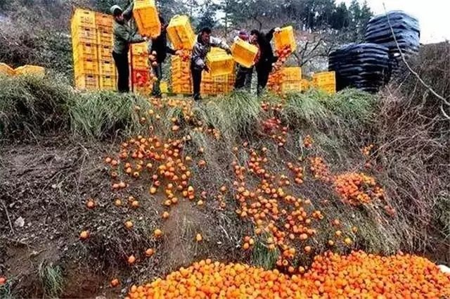 最新農(nóng)產(chǎn)品滯銷信息深度解析與探討