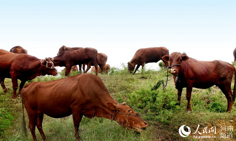 紅牛三月最新動(dòng)態(tài)更新