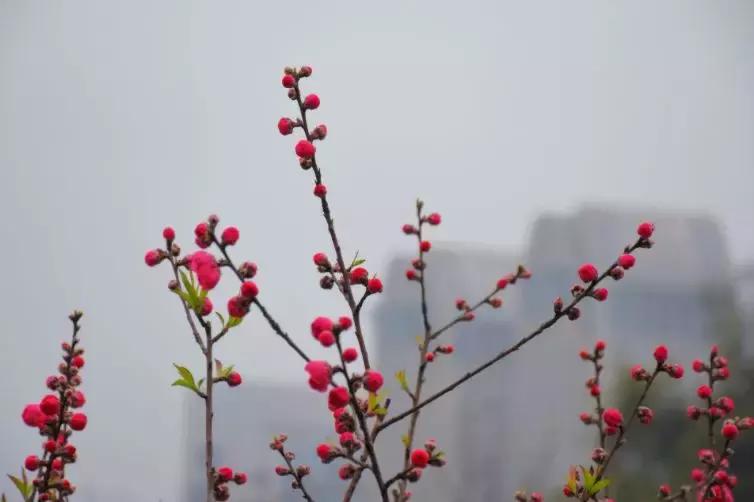云南紅云公園綠色變革下的勵(lì)志之旅最新消息