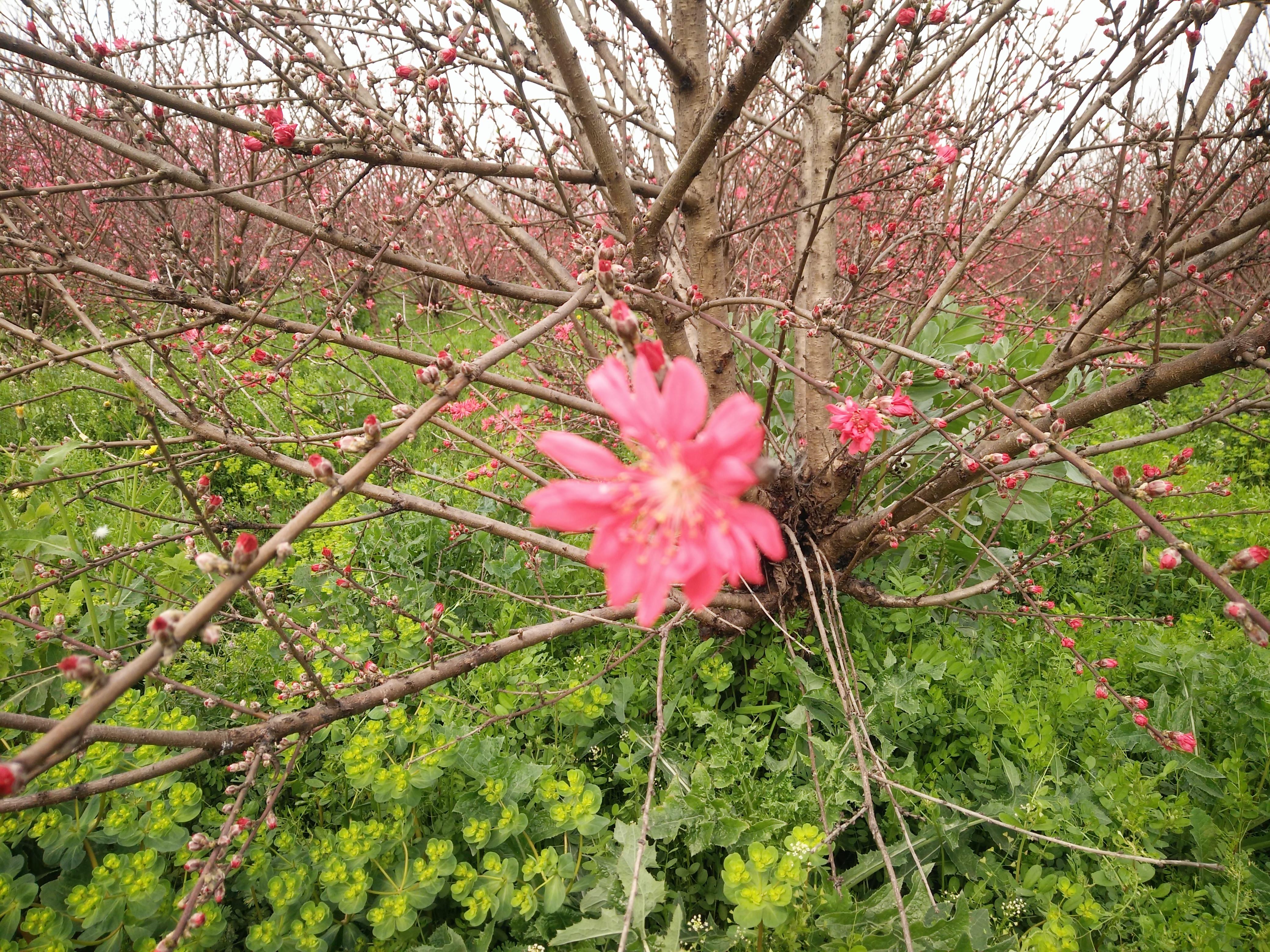 云南紅云公園綠色變革下的勵(lì)志之旅最新消息
