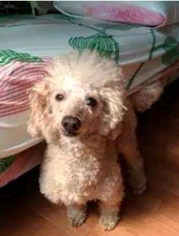 泰迪最新造型圖片大全及詳細(xì)時(shí)尚造型指南