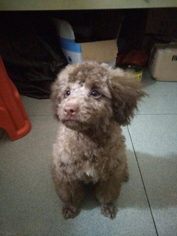 泰迪最新造型圖片大全及詳細(xì)時(shí)尚造型指南