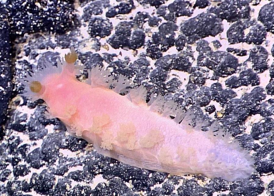 最新采集號(hào)觀點(diǎn)論述揭秘