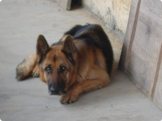 警犬安然，新時代守護安全英雄亮相