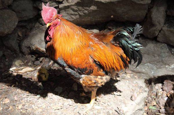 老雞友引領(lǐng)高科技重塑生活體驗(yàn)的時(shí)代風(fēng)潮