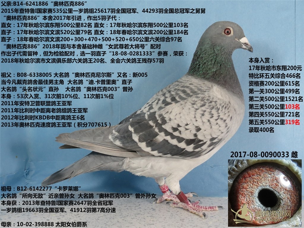 搜鴿最新帶你領(lǐng)略賽鴿界最新動(dòng)態(tài)與風(fēng)采