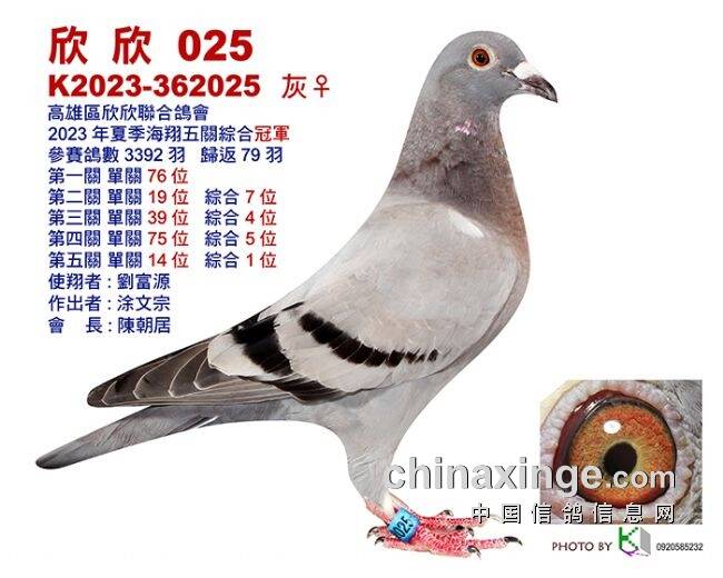 搜鴿最新帶你領(lǐng)略賽鴿界最新動(dòng)態(tài)與風(fēng)采