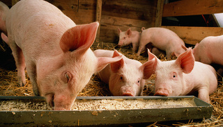 吉林豬瘟最新動(dòng)態(tài)與探索自然美景之旅