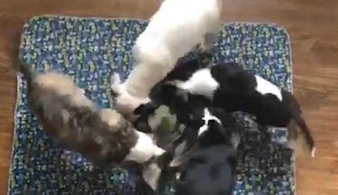 快樂斗牛最新掀起全民熱潮！