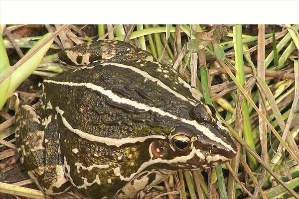 青蛙養(yǎng)殖最新趨勢(shì)與實(shí)踐指南