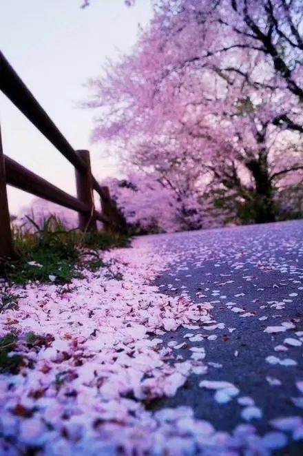 落花最新，一場自然美景的輕松邅逅之旅