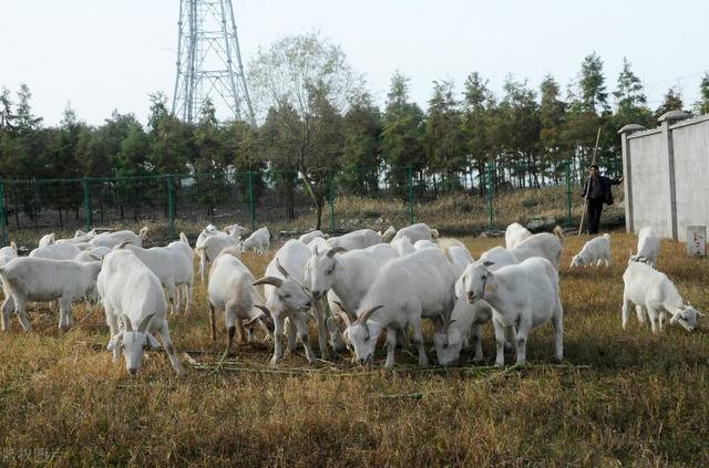 時(shí)代背景下的活羊價(jià)格波動(dòng)及其影響分析