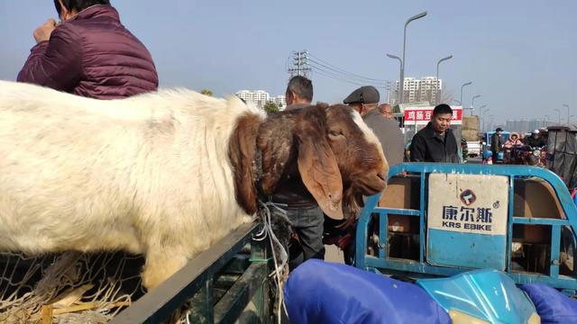 時(shí)代背景下的活羊價(jià)格波動(dòng)及其影響分析
