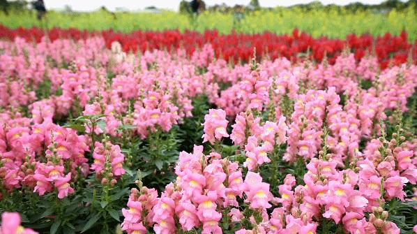 廣州疫情最新動態(tài)更新