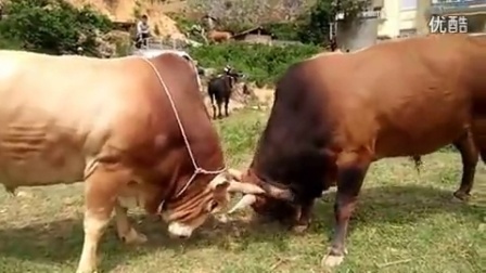 牛不啦最新視頻，時(shí)代浪潮中的矚目焦點(diǎn)解析