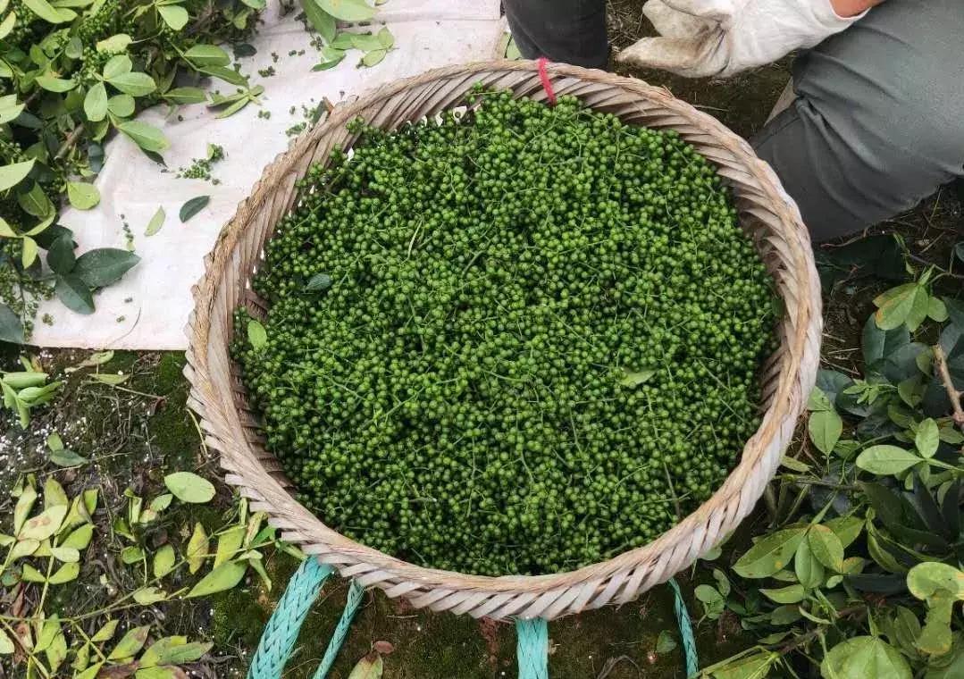 最新花椒產(chǎn)地價(jià)格走勢分析