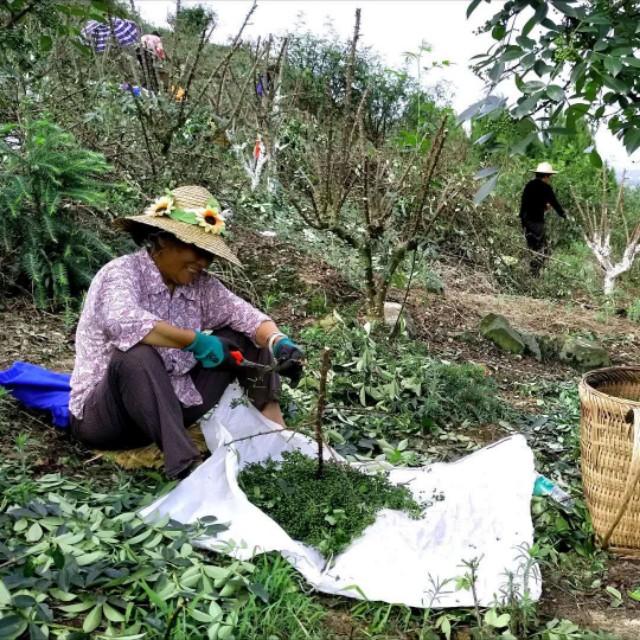 最新花椒產(chǎn)地價(jià)格走勢分析