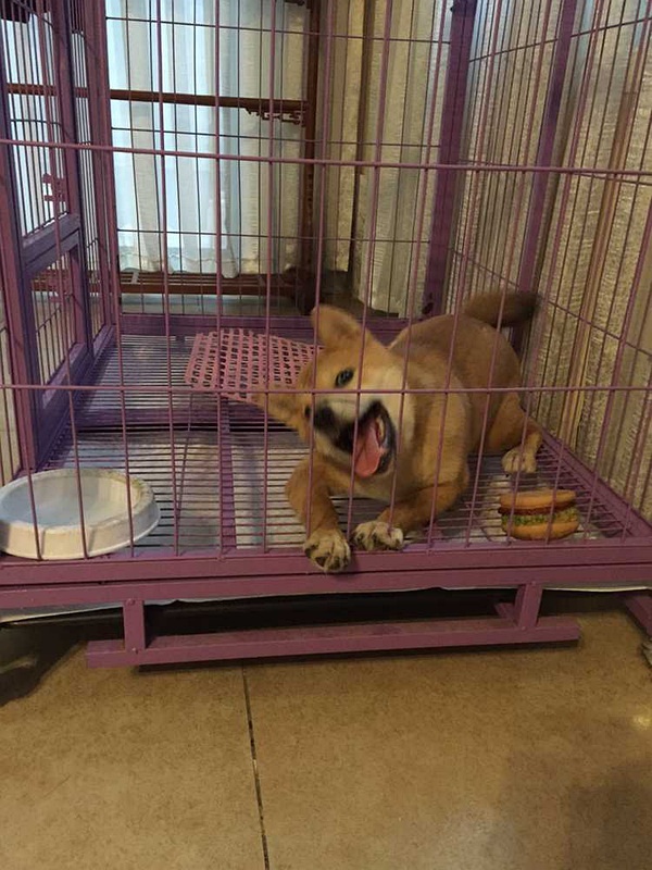 山東格惠犬吧，探尋獨(dú)特犬舍的小巷之旅