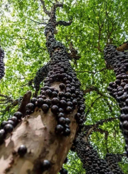 嘉寶果最新品種及其觀點(diǎn)論述