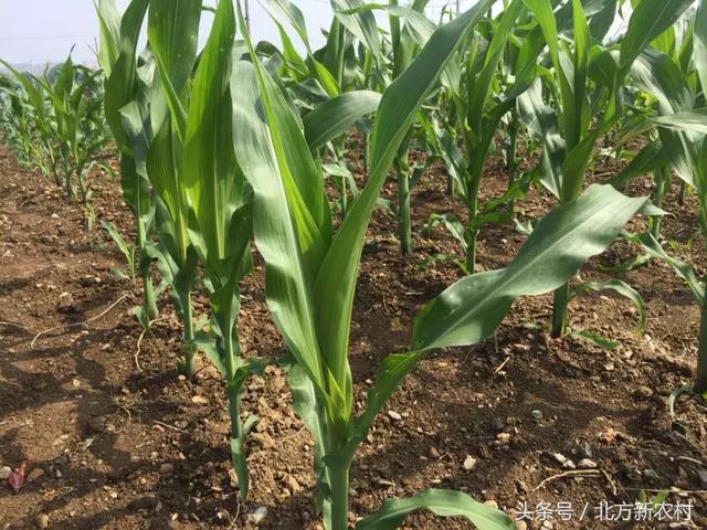 遇見(jiàn)自然美景與鐵研最新玉米種，探索之旅開(kāi)啟